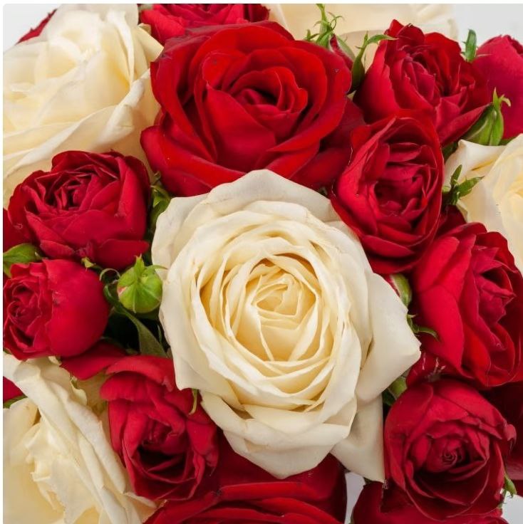 A Box of White and Red Bush Roses