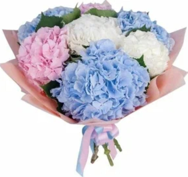 "Sky" Hydrangea - Mixed Color