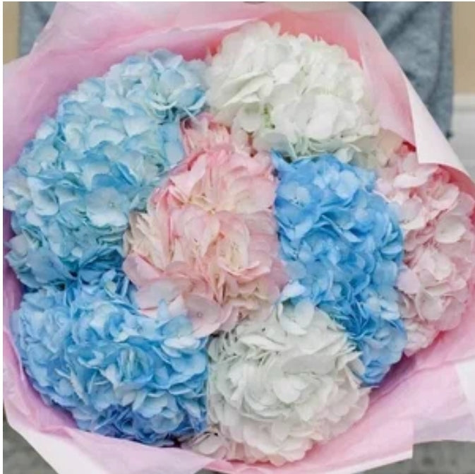 "Sky" Hydrangea - Mixed Color