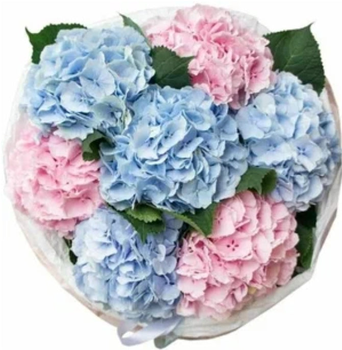 "Sky" Hydrangea - Mixed Color