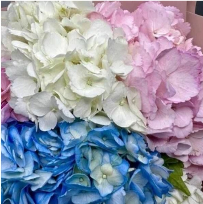 "Sky" Hydrangea - Mixed Color