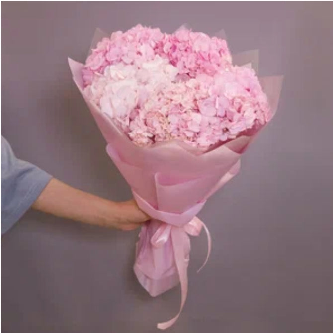 Hydrangea - Pink
