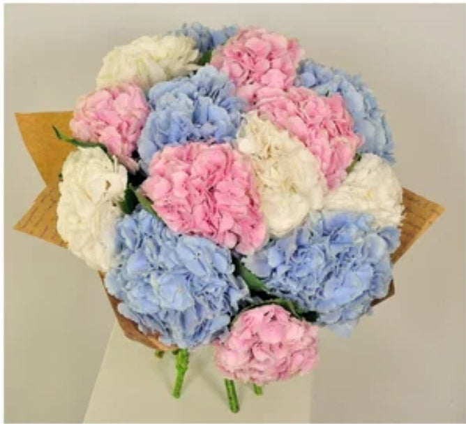 "Sky" Hydrangea - Mixed Color