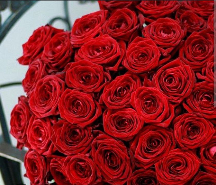 Roses - Red