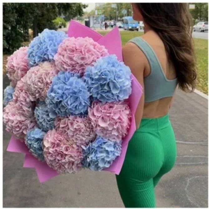 "Sky" Hydrangea - Mixed Color