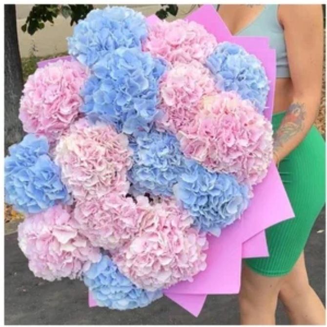 "Sky" Hydrangea - Mixed Color