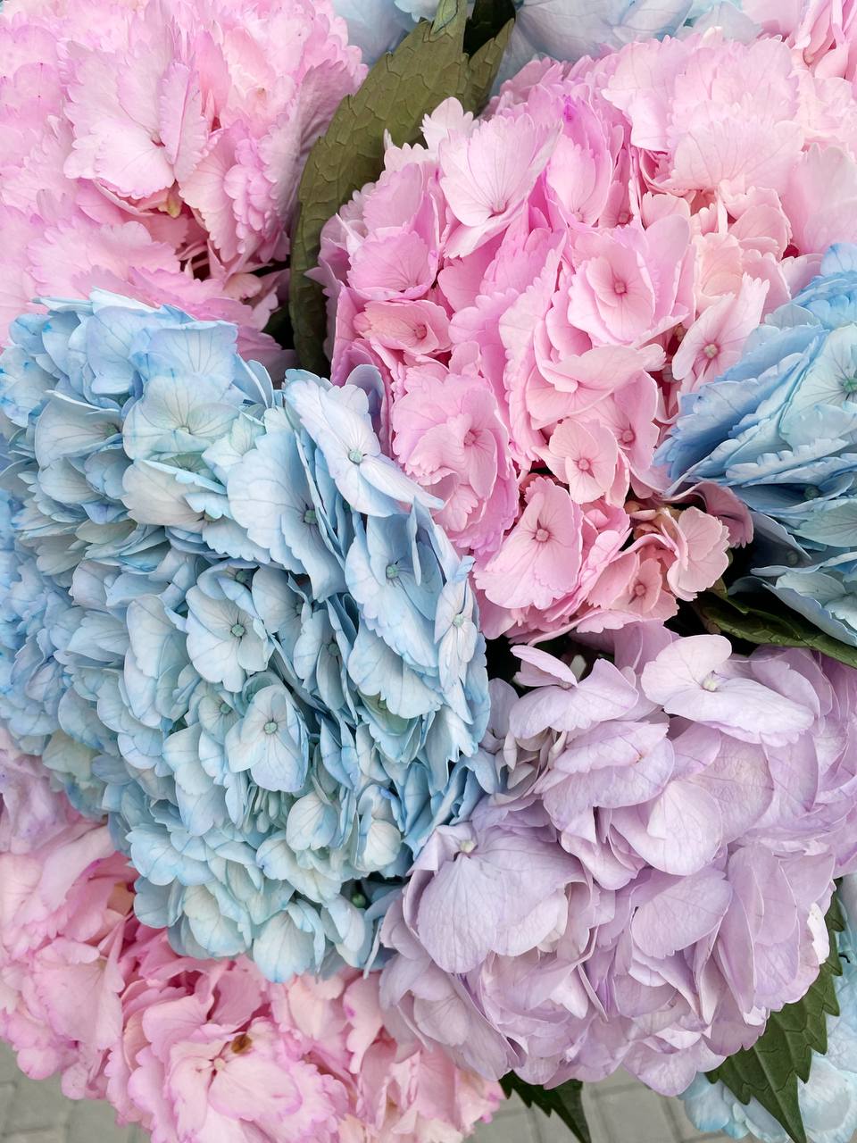 "Sky" Hydrangea - Mixed Color