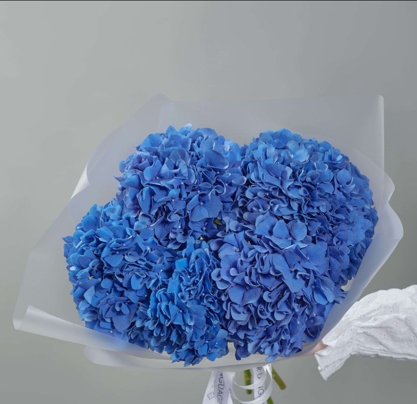 Hydrangea - Blue
