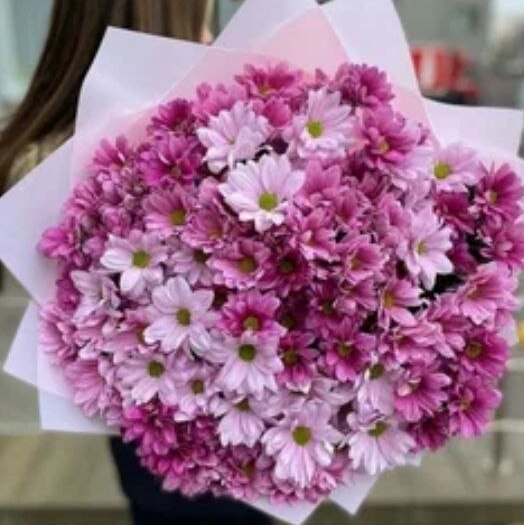 Chrysanthemums - Light Pink