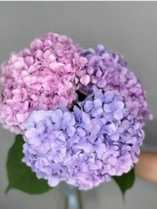 "Sky" Hydrangea - Mixed Color
