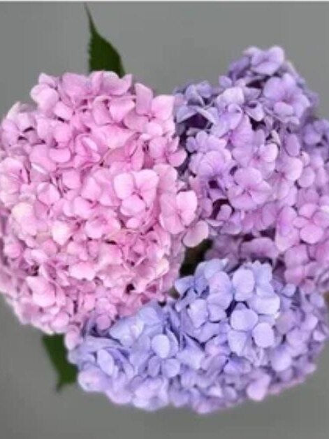 "Sky" Hydrangea - Mixed Color
