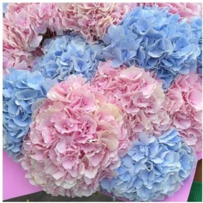 "Hues of Serenity" Flower box HYDRANGEA