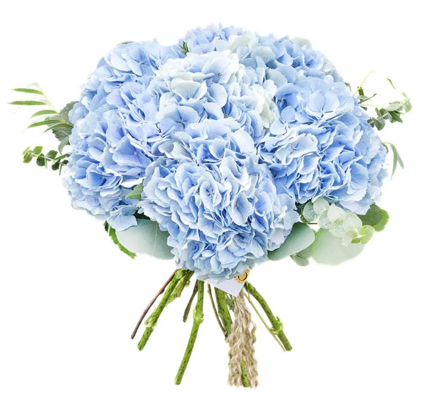 Hydrangea - Blue