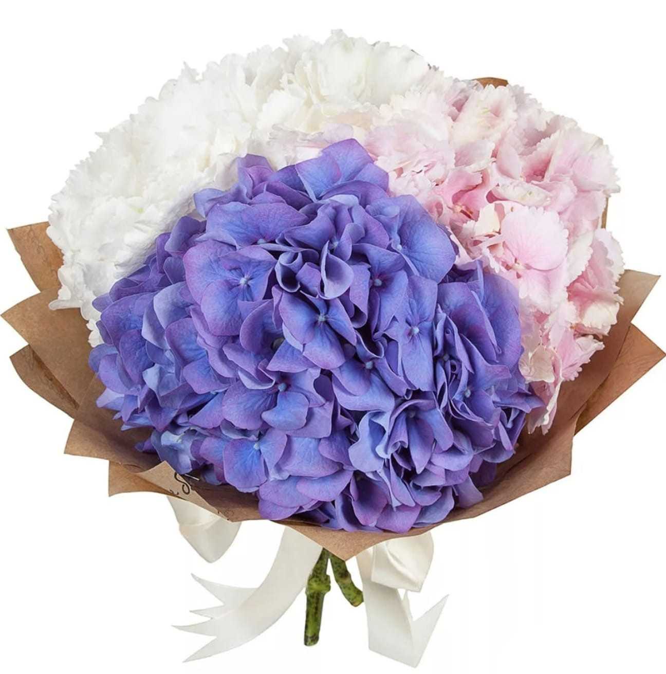 "Sky" Hydrangea - Mixed Color