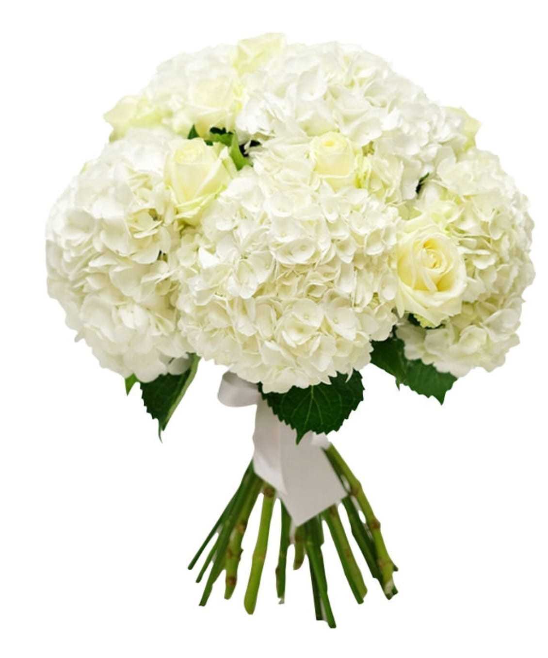 Hydrangea - White