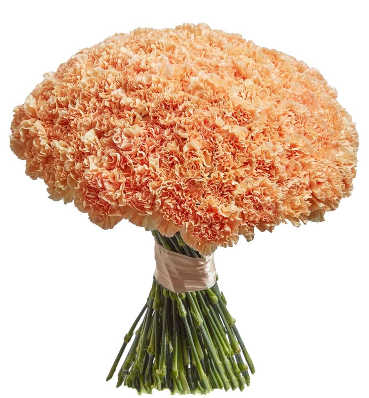 Carnations - Peach