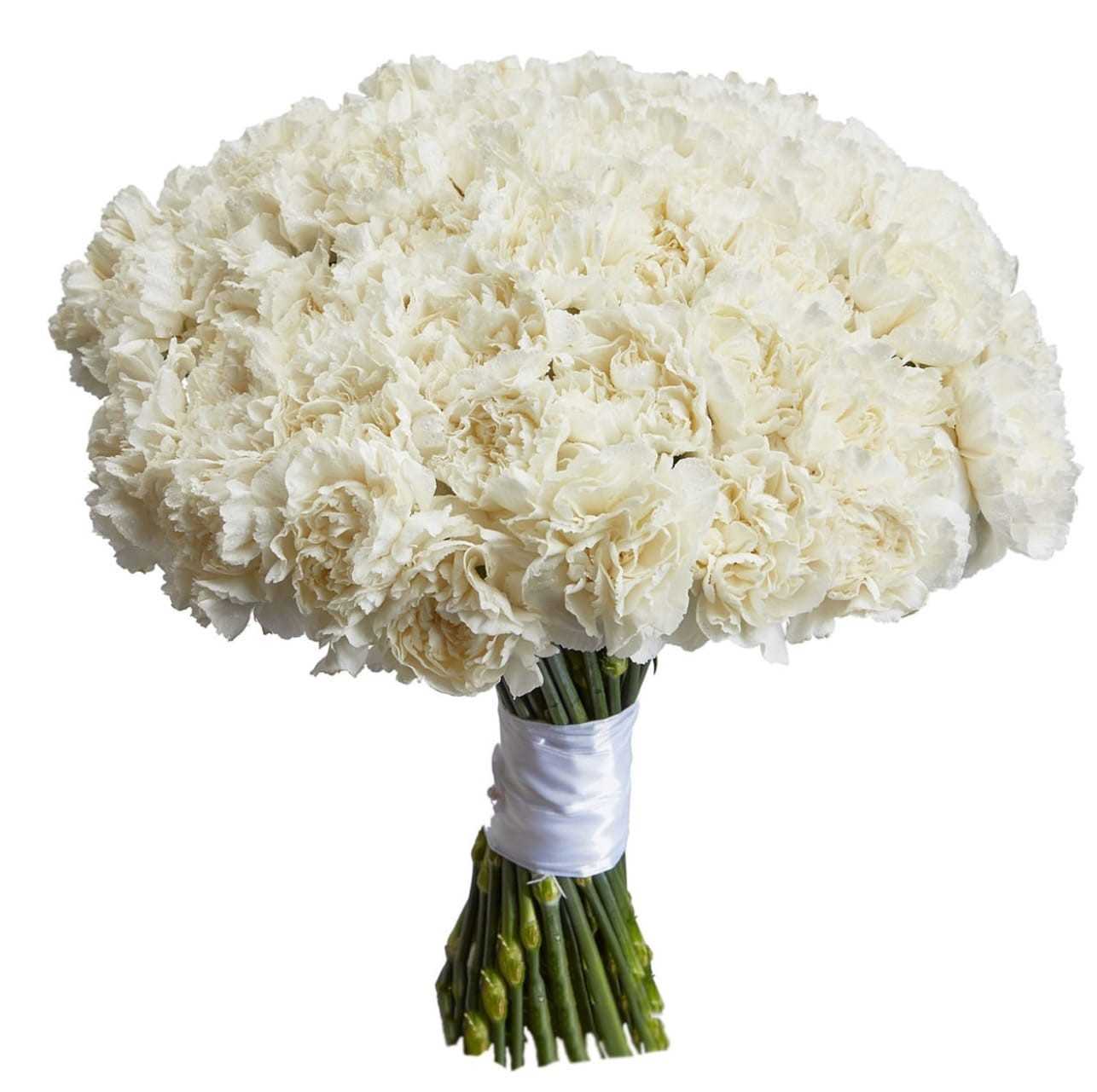 Carnations - White
