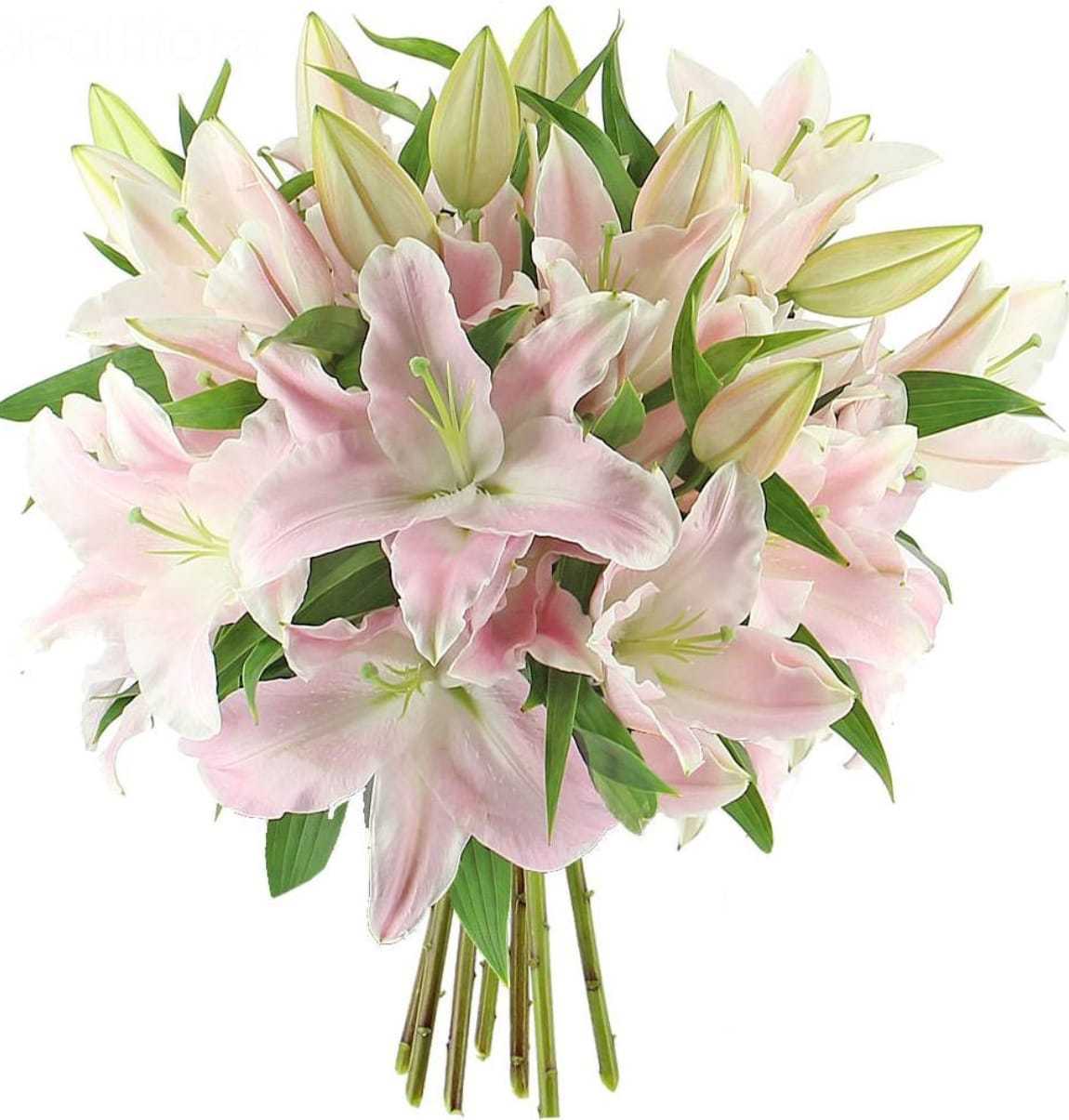 Lilies - Light Pink