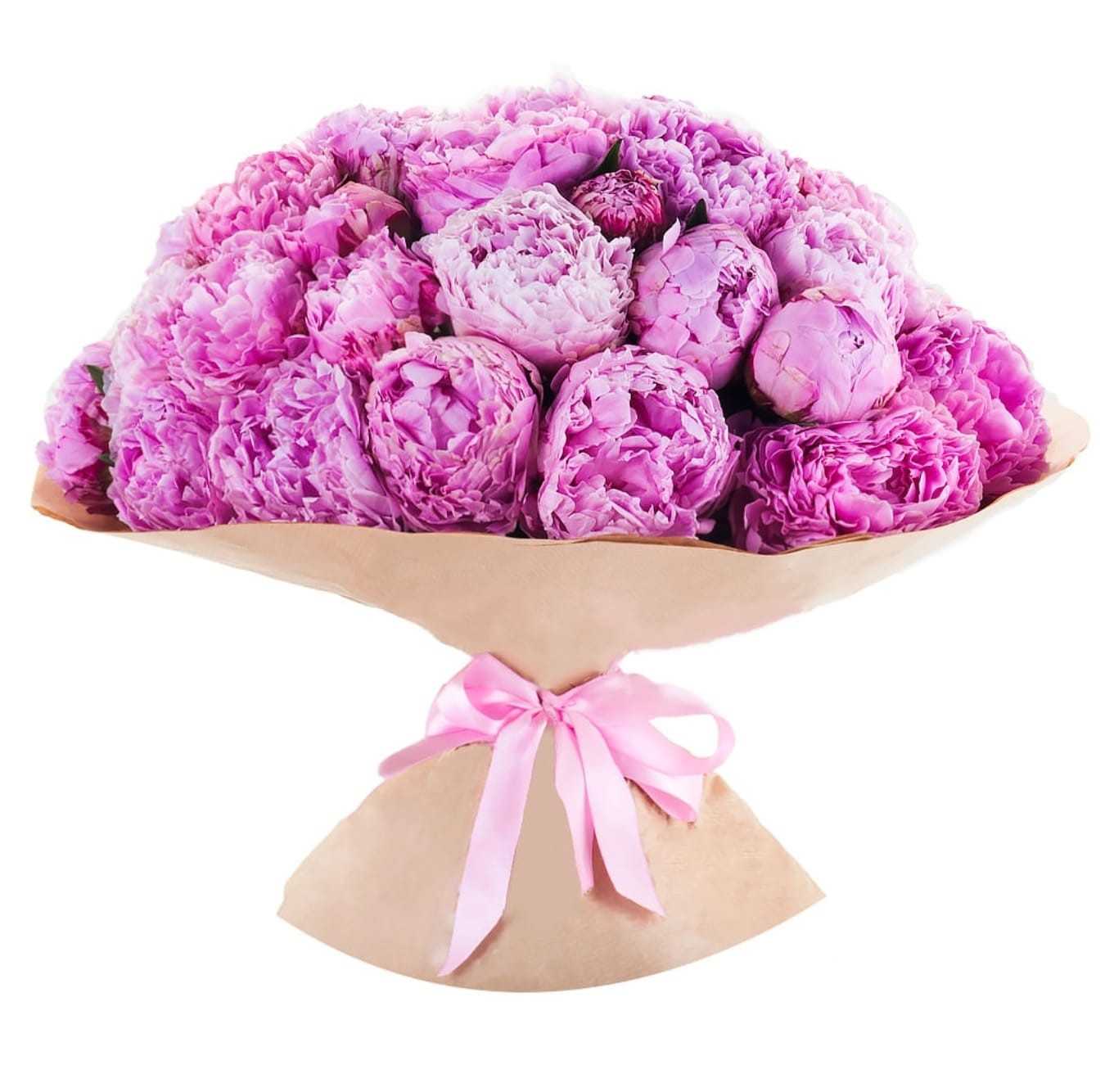Peonies - Blush Pink