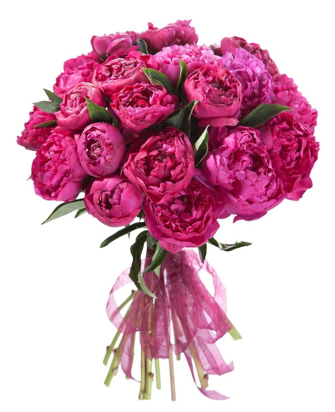 Peonies - Magenta Pink