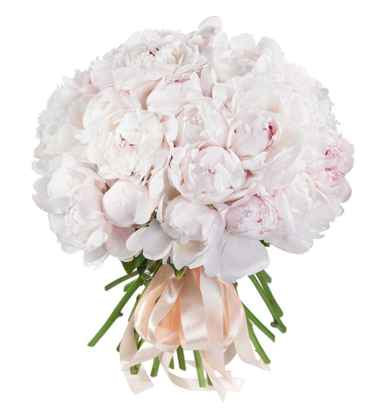 Peonies - White