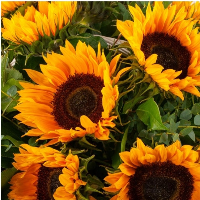 "Sunny Mood" Sunflower bouquet
