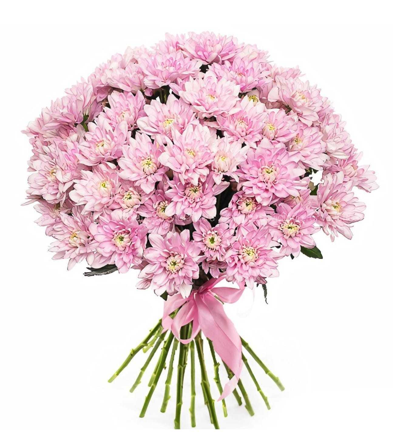 Chrysanthemums - Light Pink
