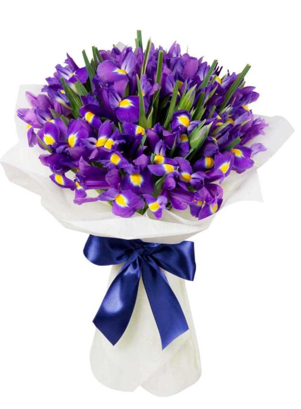 Irises - Purple