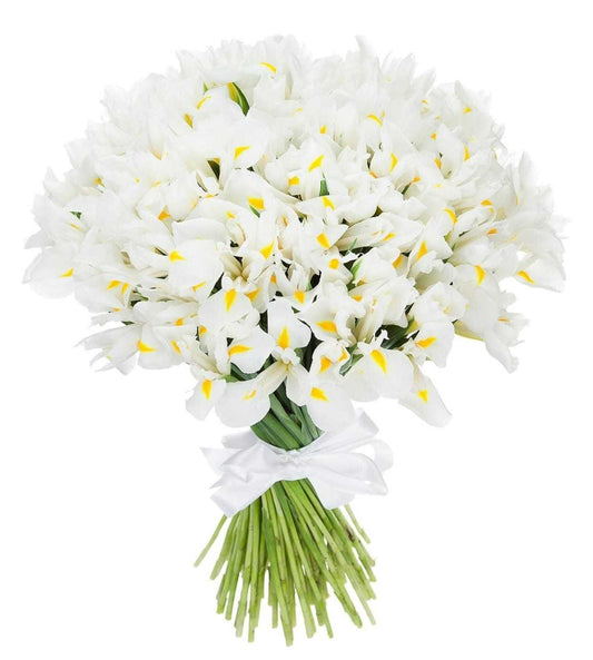 Irises - White