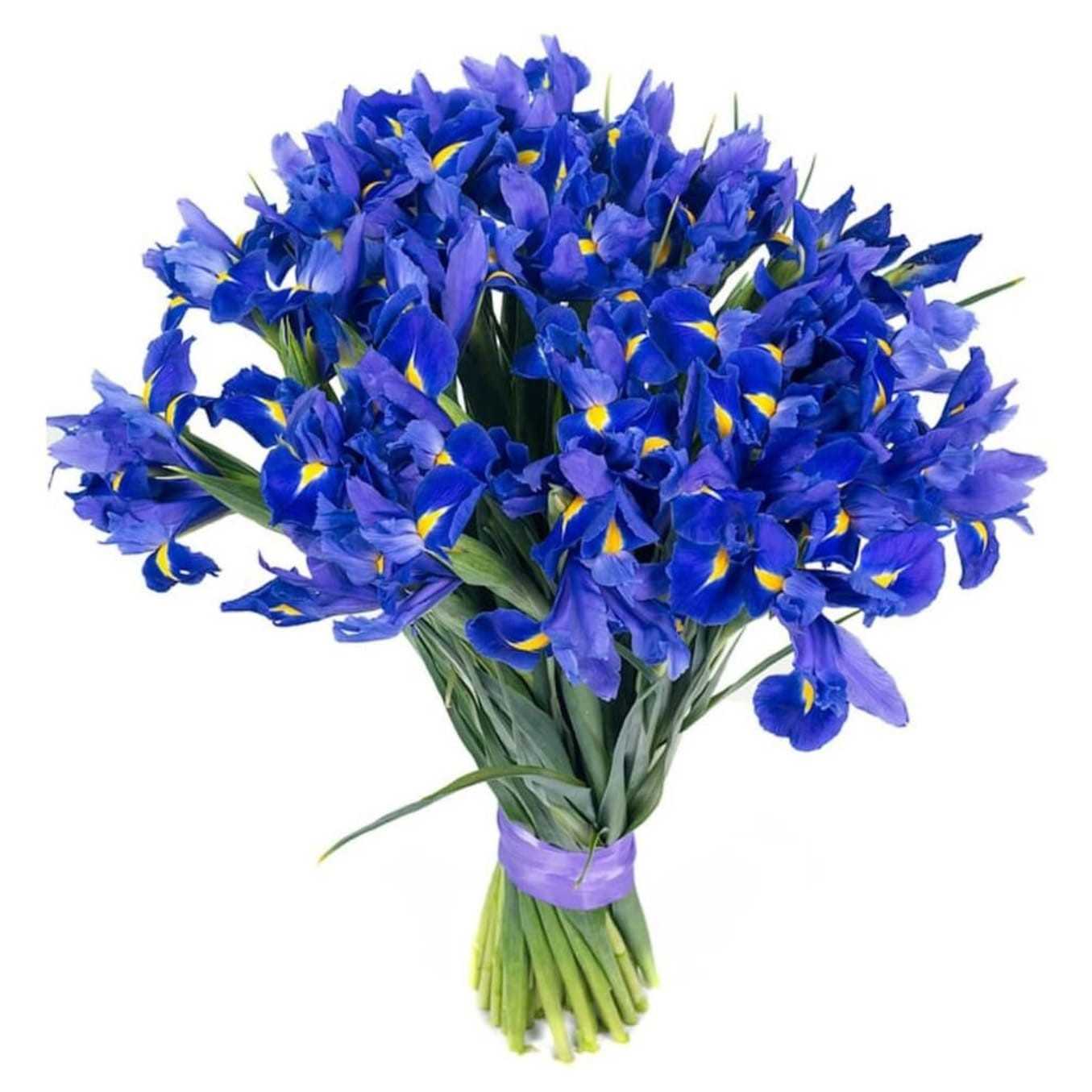Irises - Blue