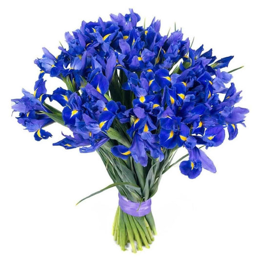 Irises - Blue