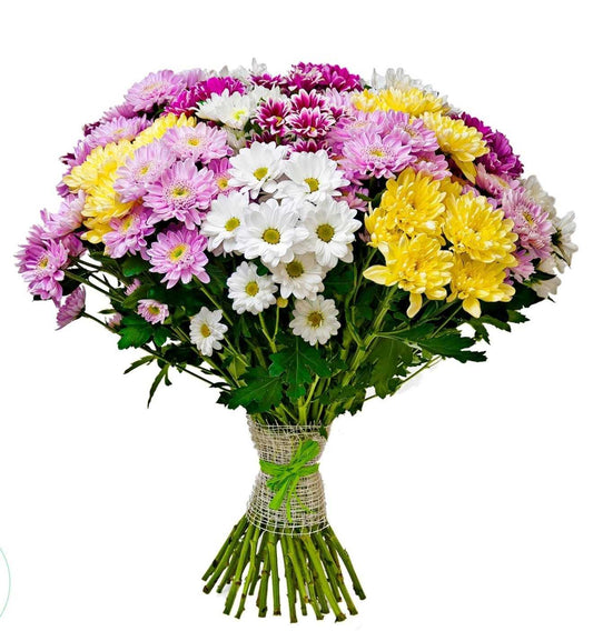 Chrysanthemums - Mixed Color