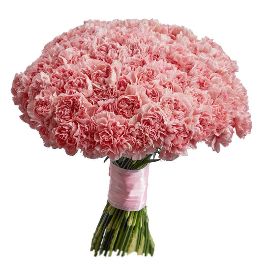 Carnations - Powder Pink