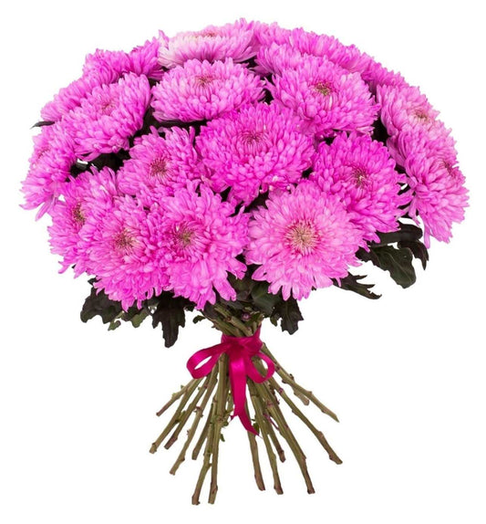 Chrysanthemums - Fuchsia Pink