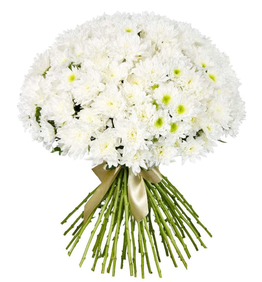 Chrysanthemums - White