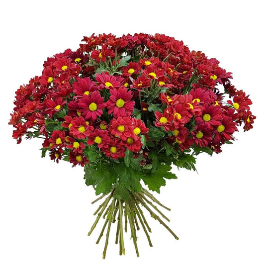 Chrysanthemums - Red