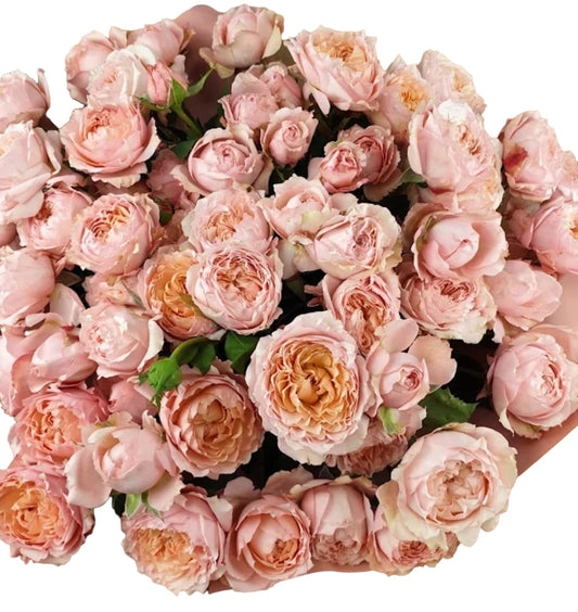 "Touch of Dawn" Peony Roses - Peach